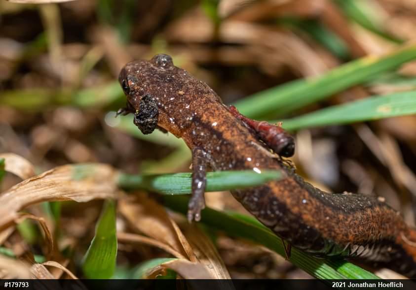 Eastern Red-backed  Salamander
