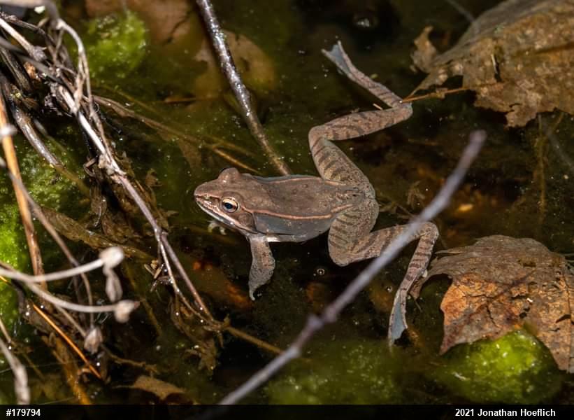 Wood Frog