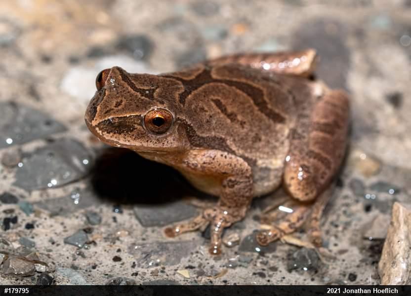 Spring Peeper