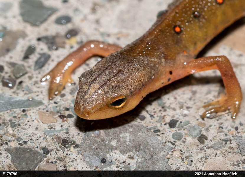 Red-spotted Newt