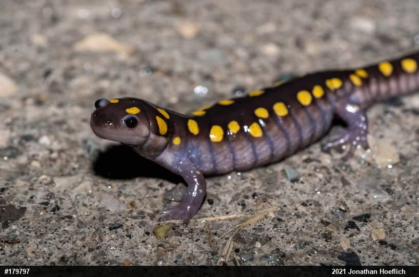 Spotted Salamander