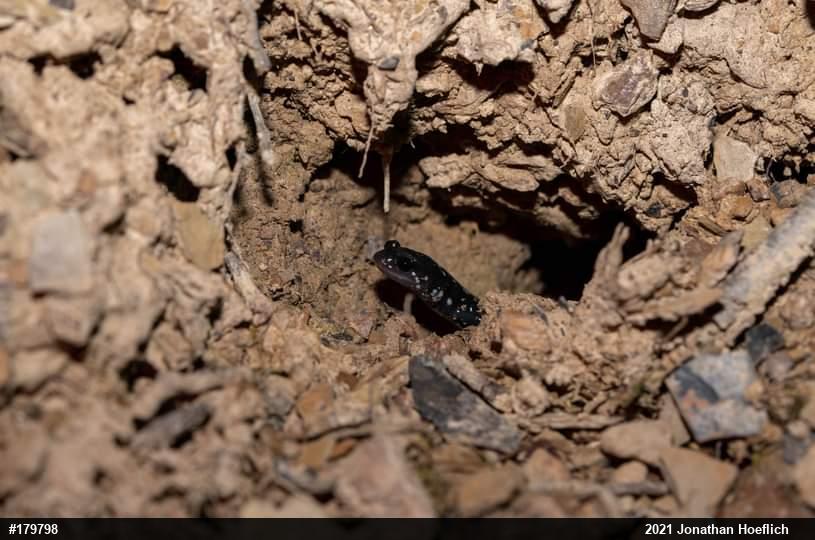 Northern Slimy Salamander