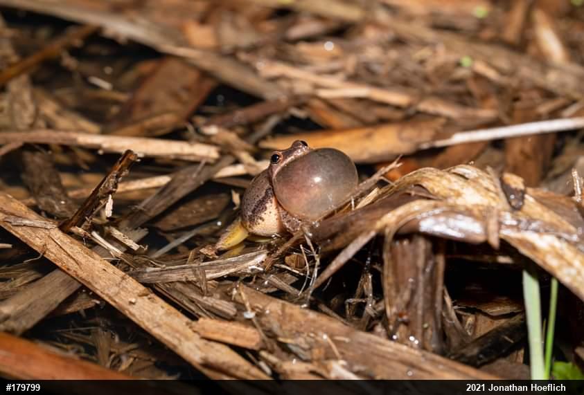 Spring Peeper