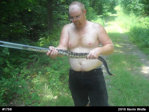 Timber Rattlesnake