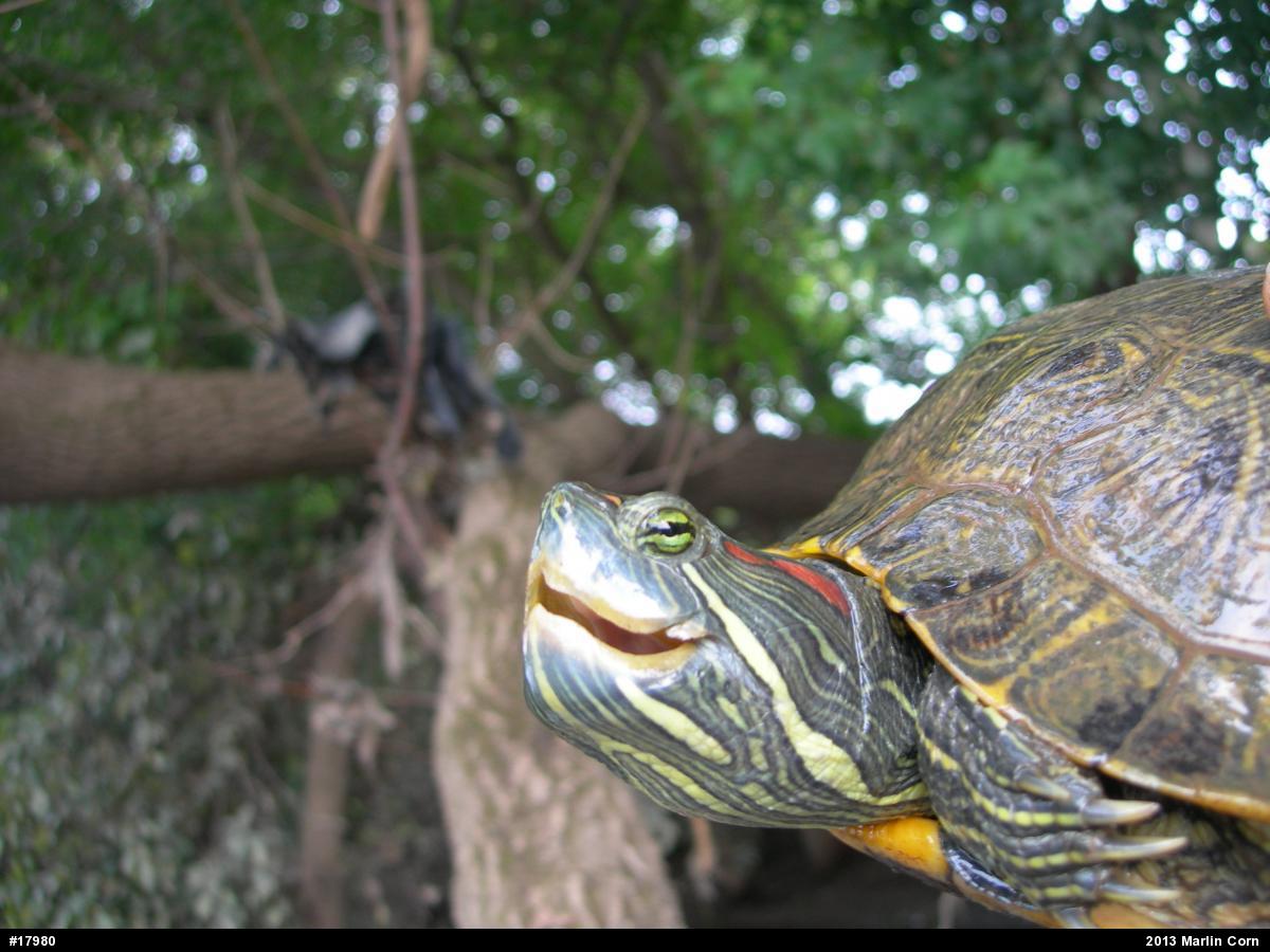 Red-eared Slider