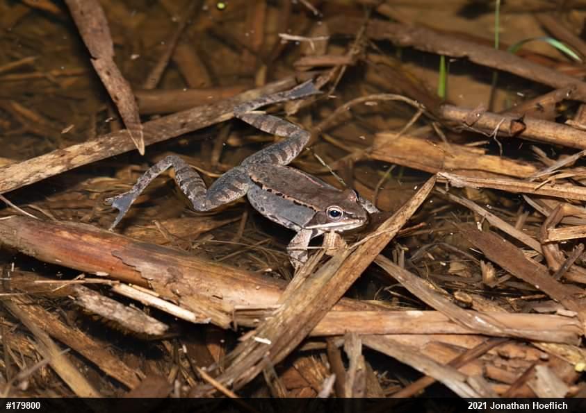 Wood Frog