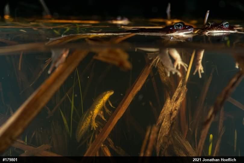 Red-spotted Newt