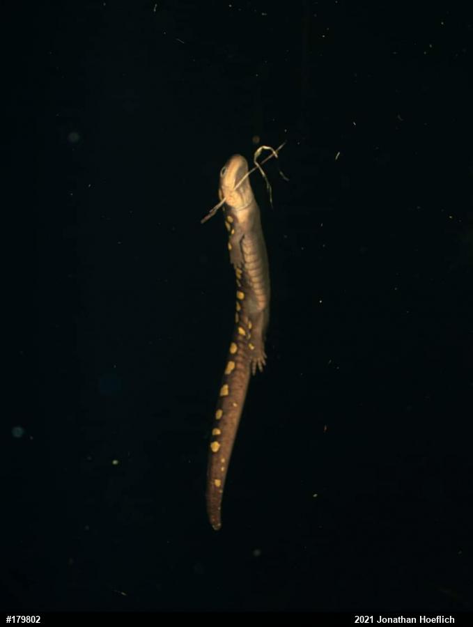 Spotted Salamander