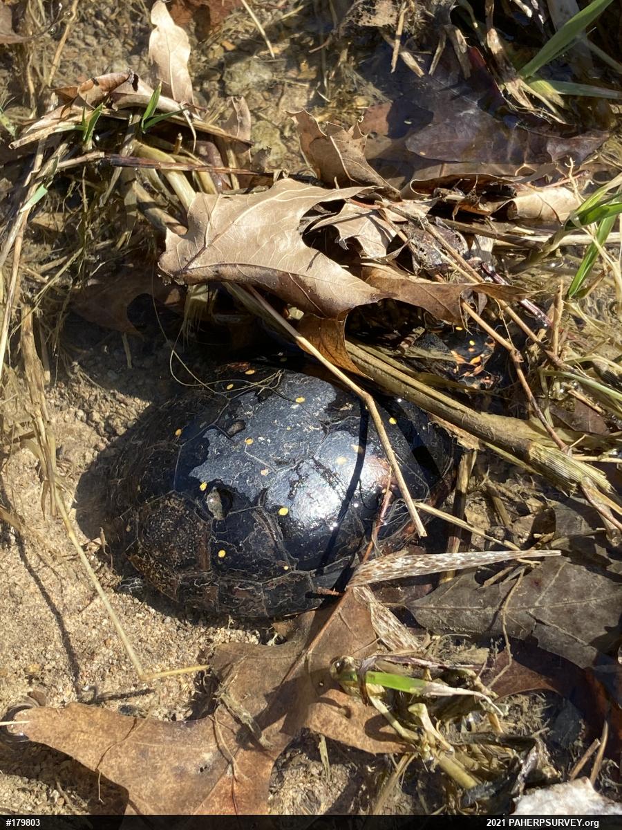 Spotted Turtle