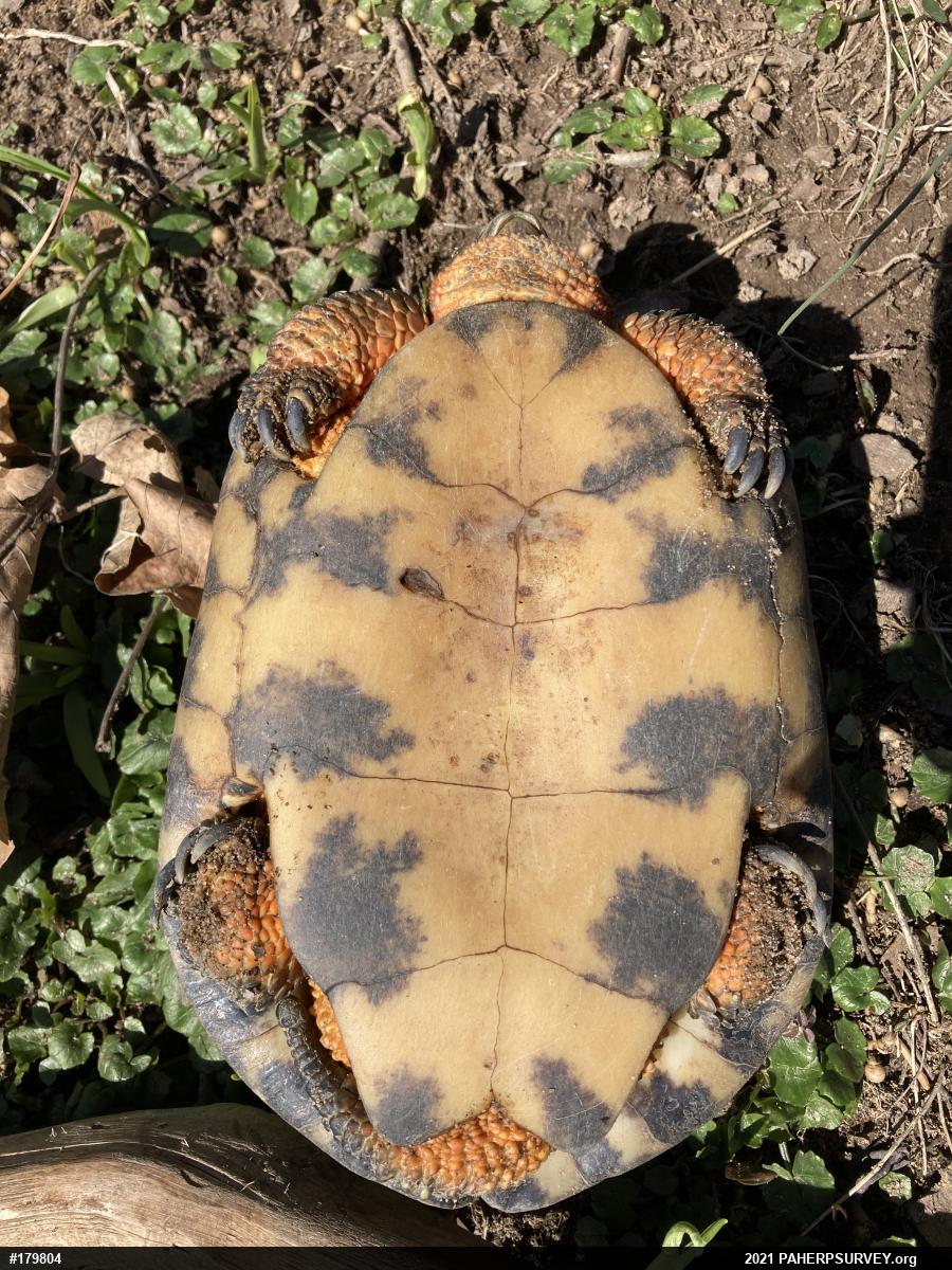 Wood Turtle