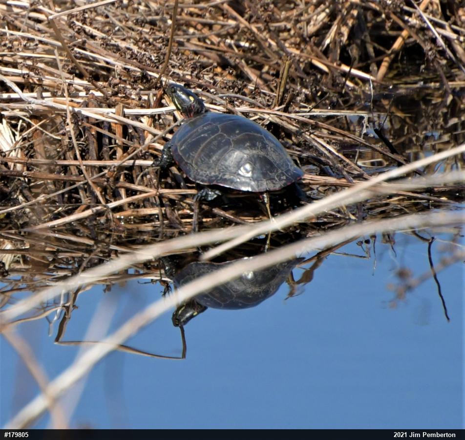 Midland Painted Turtle