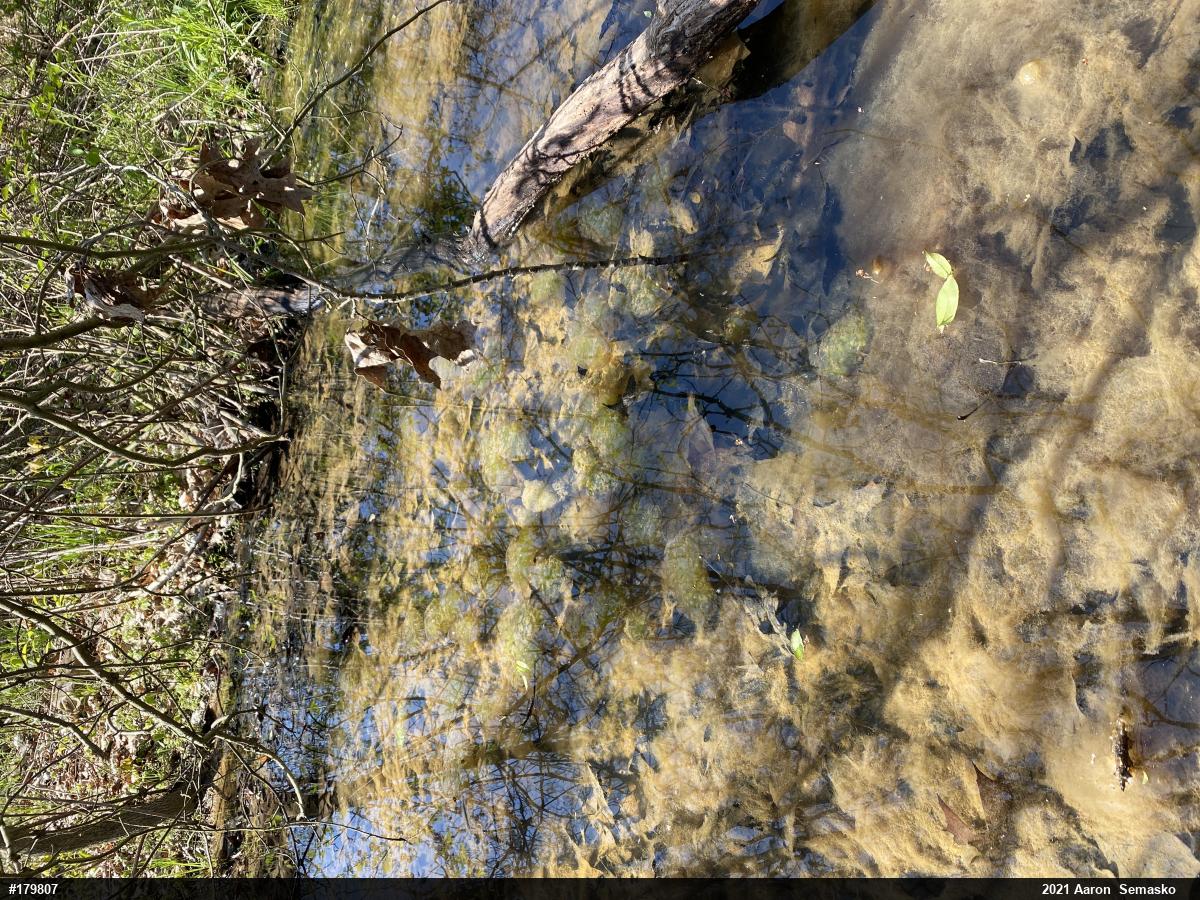 Spotted Salamander