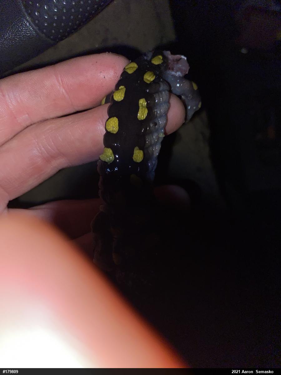 Spotted Salamander
