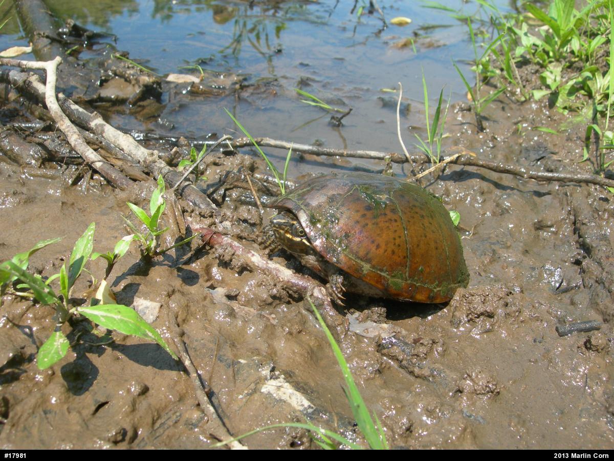Eastern Musk Turtle