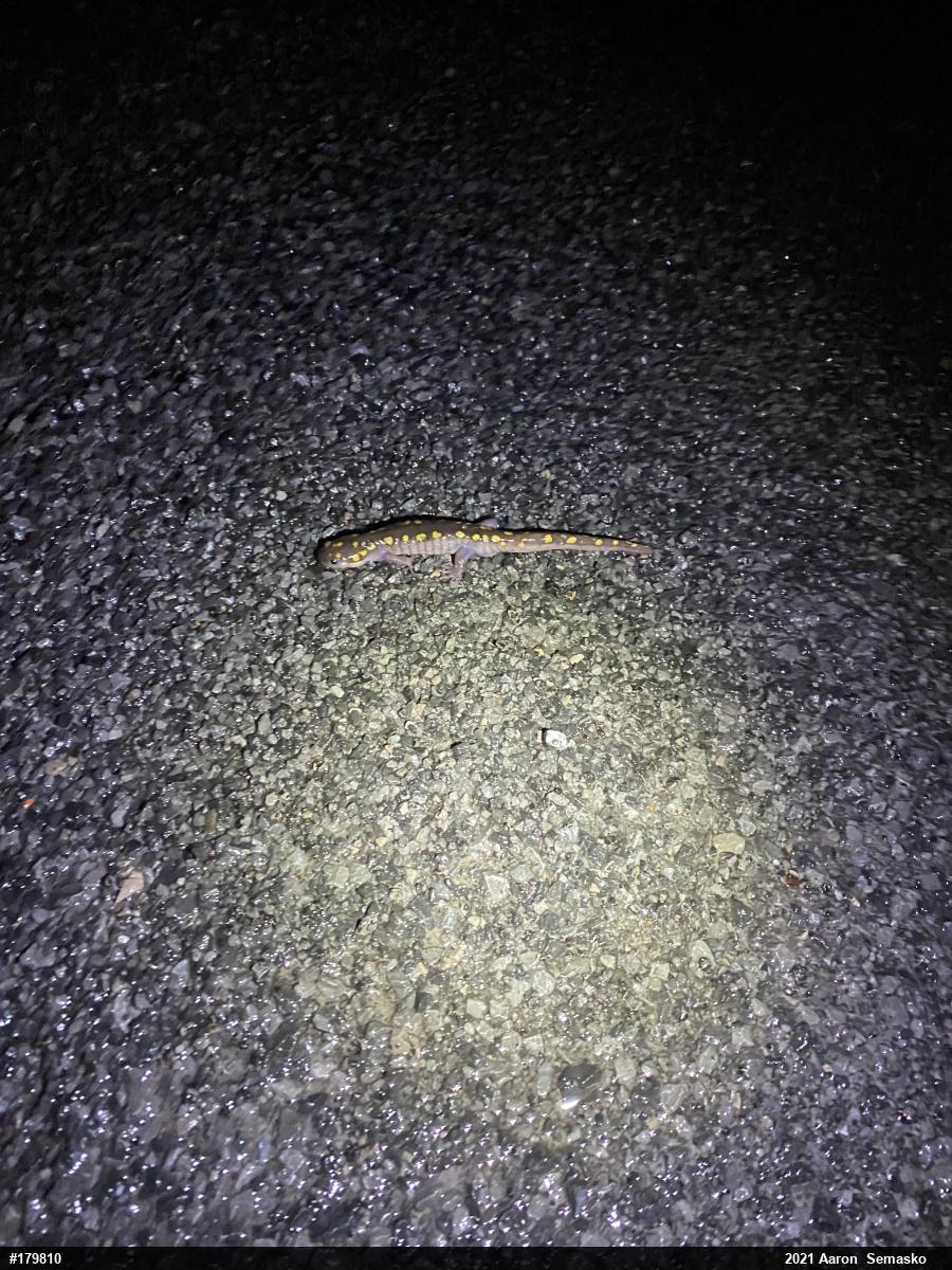 Spotted Salamander