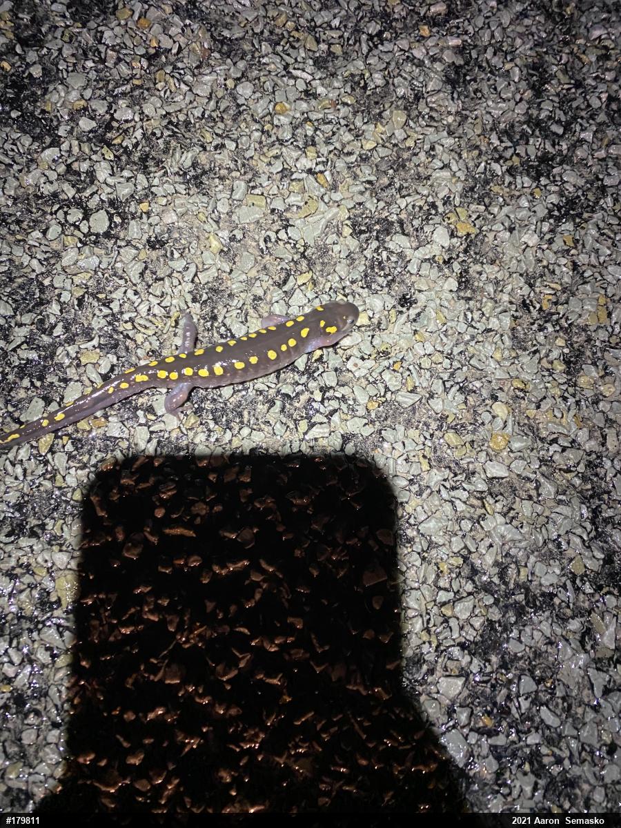 Spotted Salamander