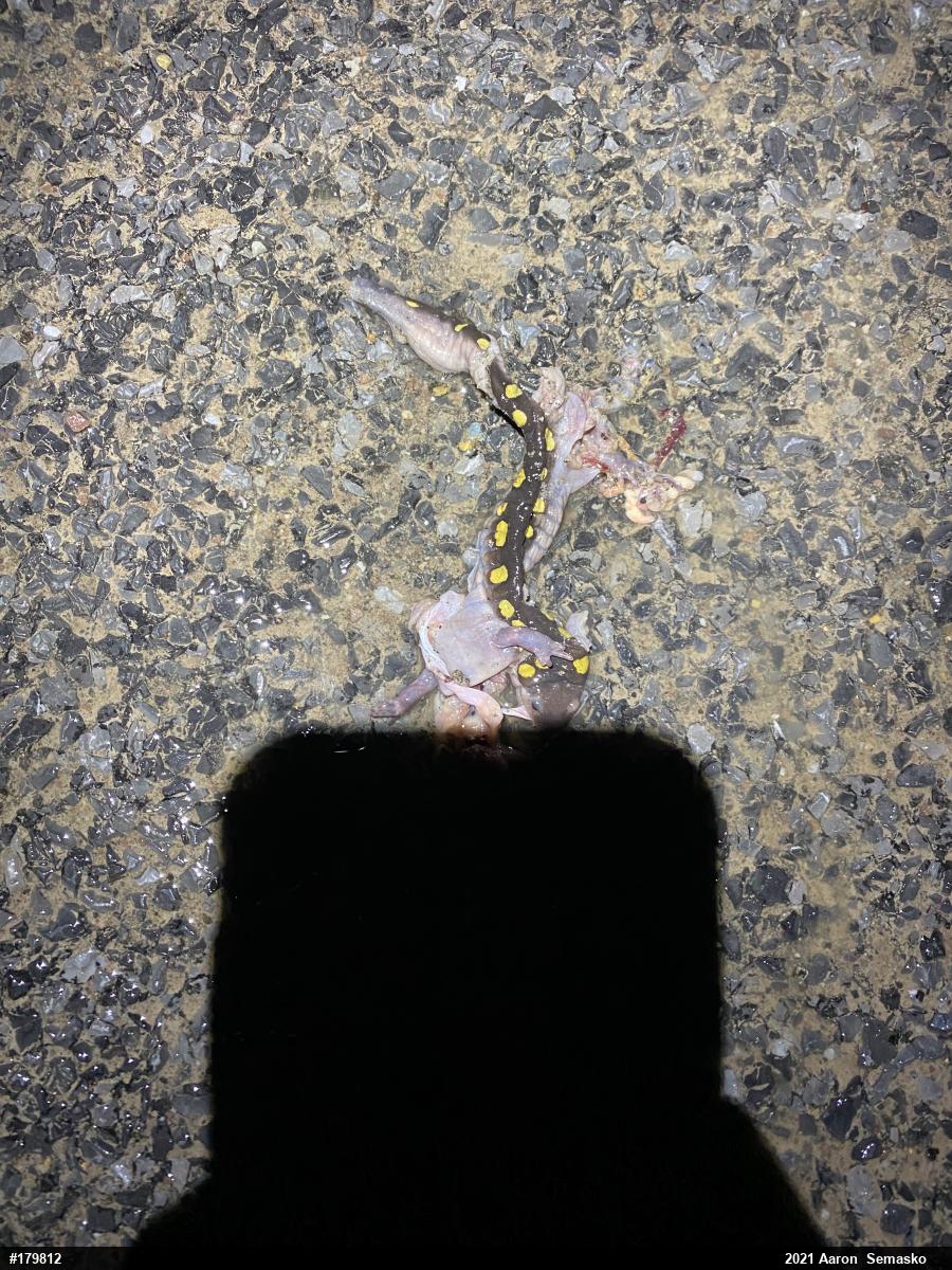 Spotted Salamander