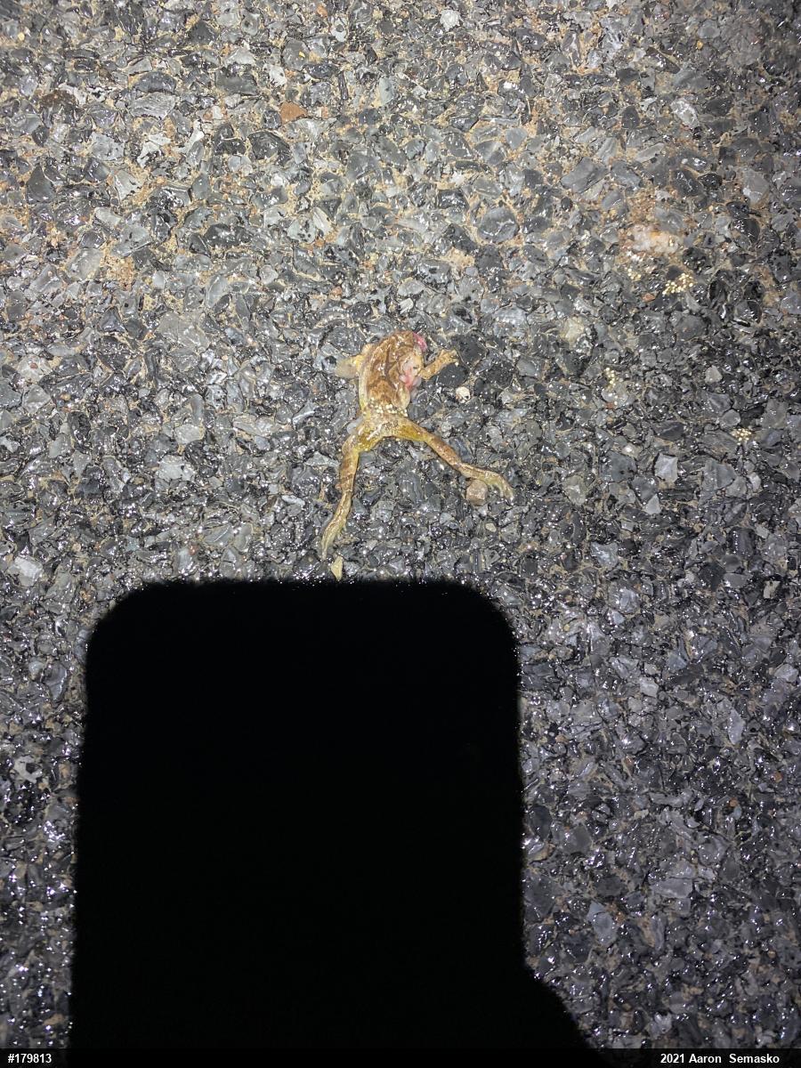 Spring Peeper