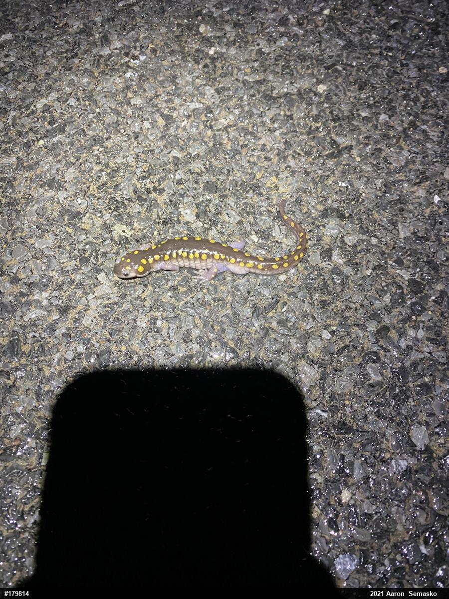 Spotted Salamander