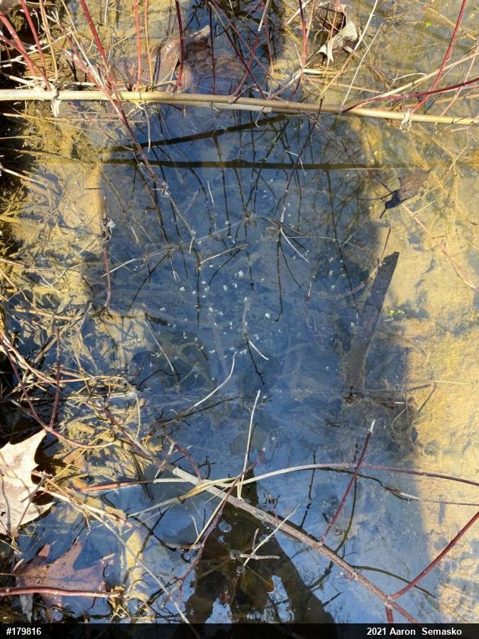 Mole Salamanders