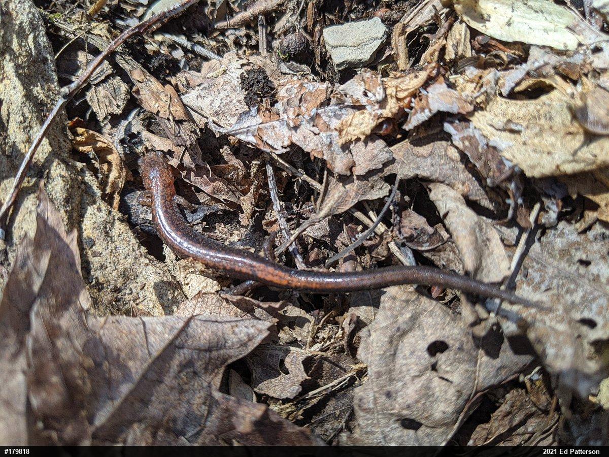 Eastern Red-backed  Salamander