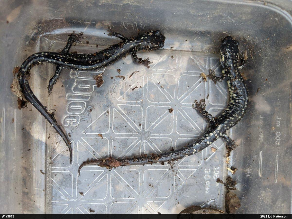 Northern Slimy Salamander