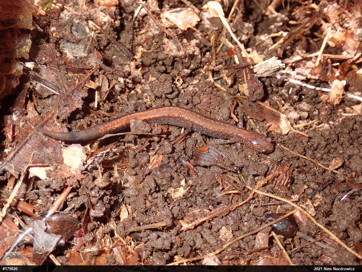 Eastern Red-backed  Salamander