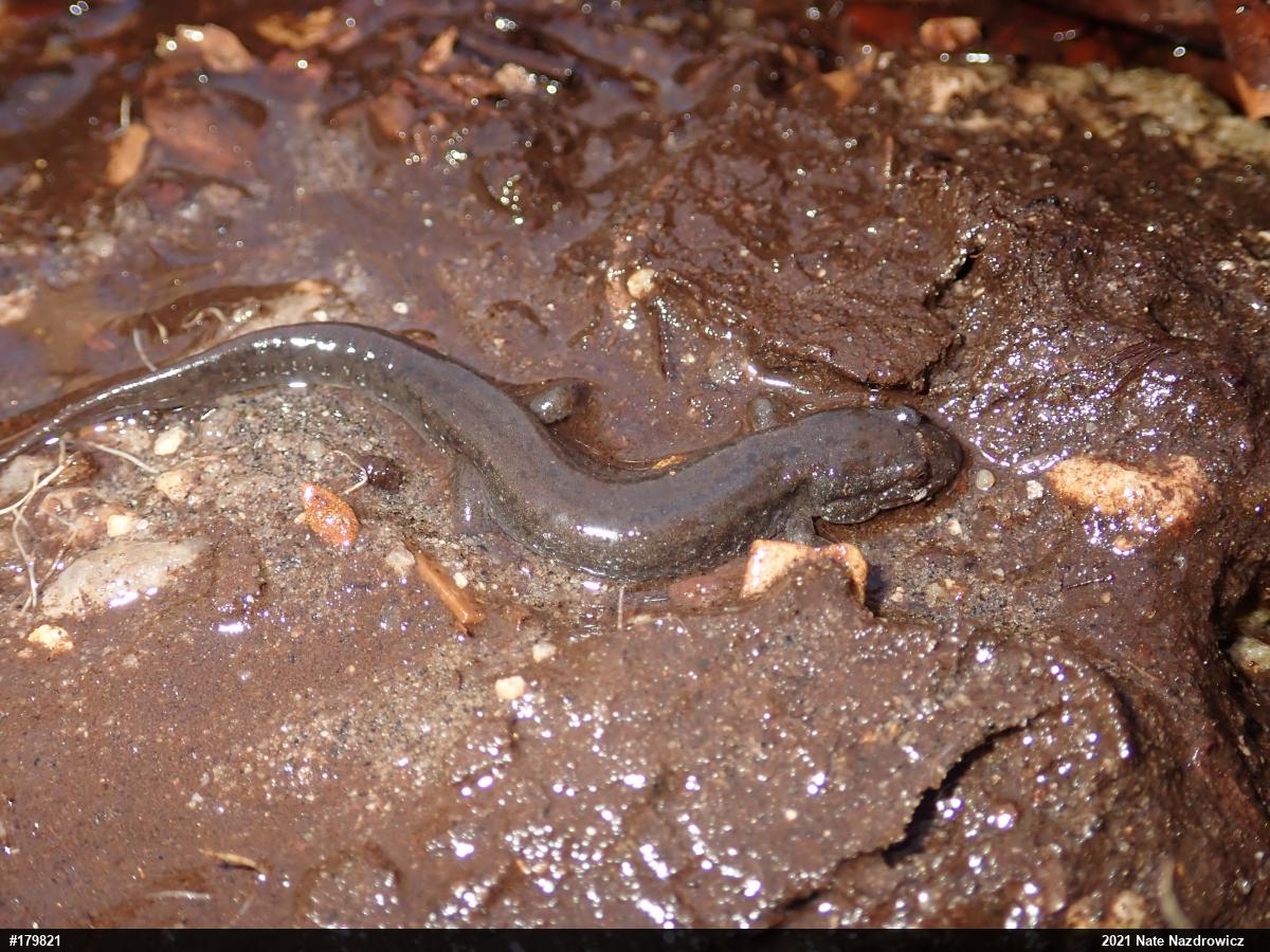 Northern Dusky Salamander