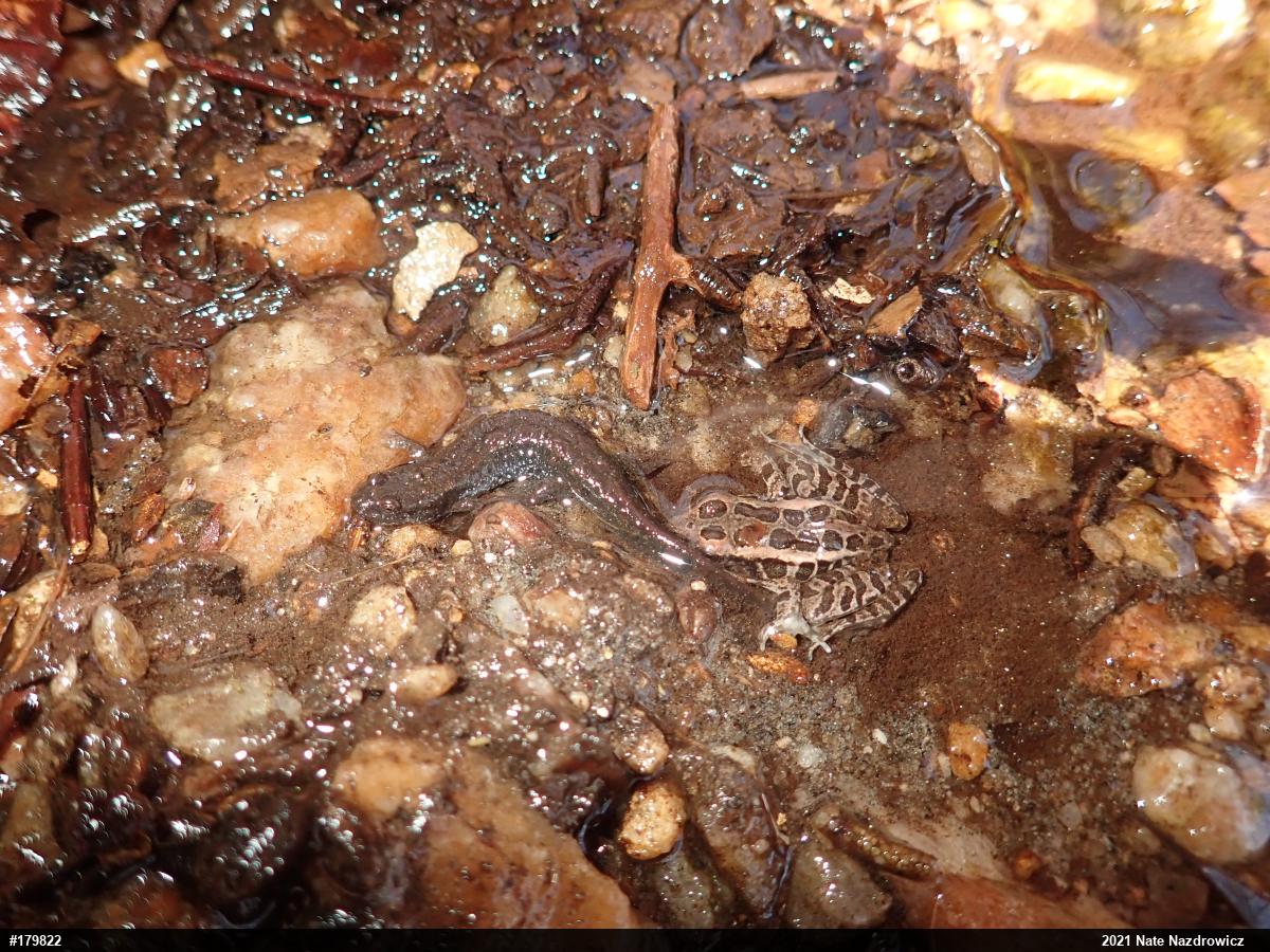 Pickerel Frog