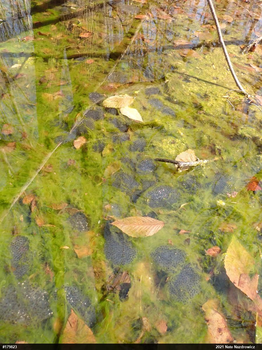 Wood Frog