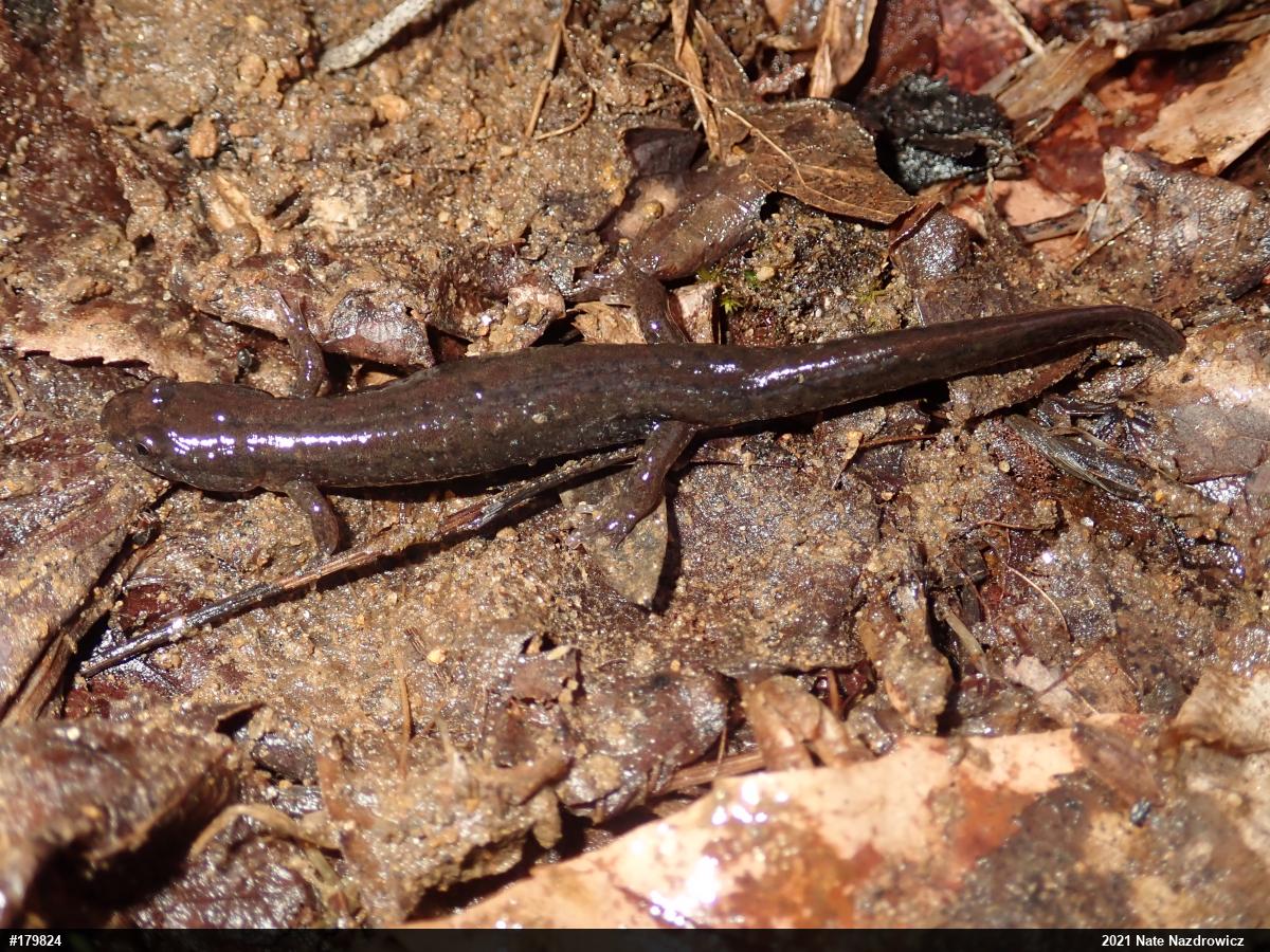 Northern Dusky Salamander