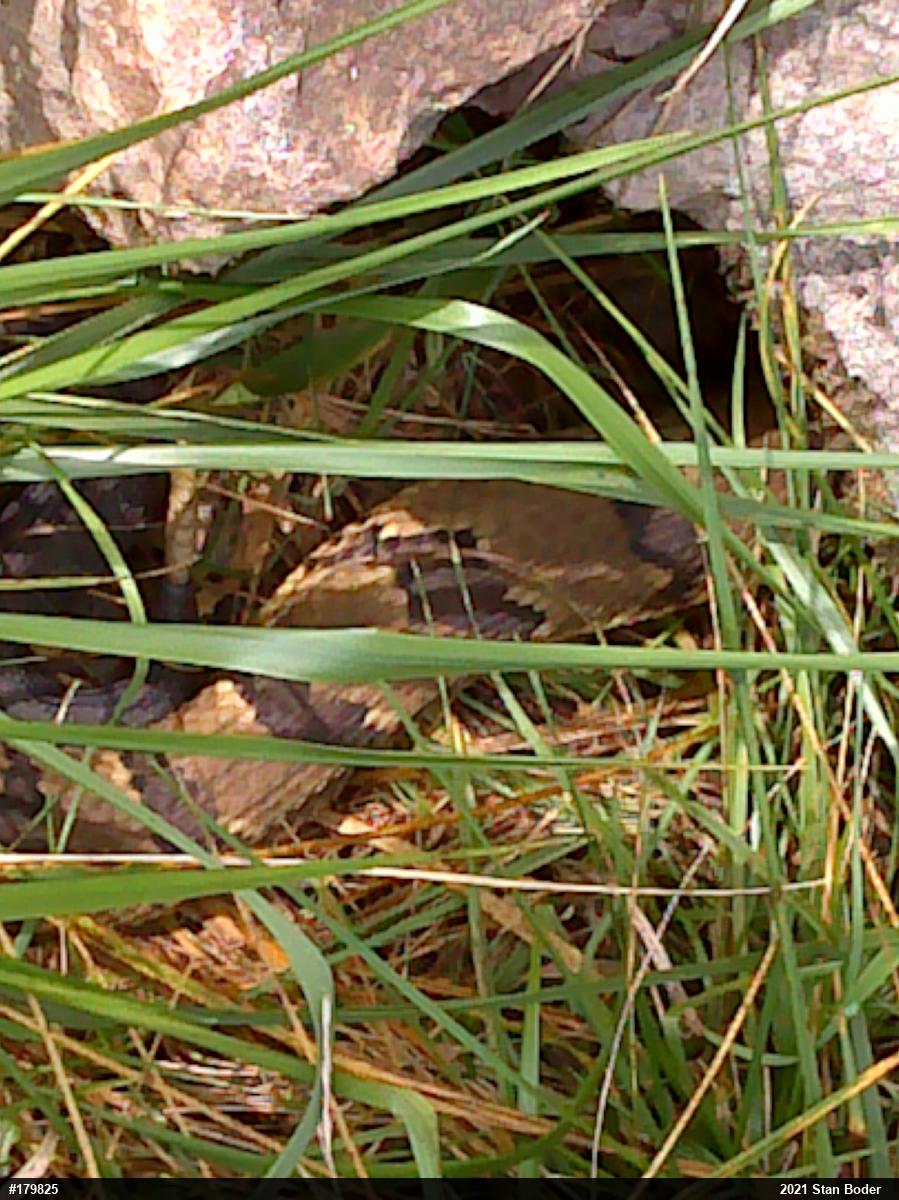 Timber Rattlesnake