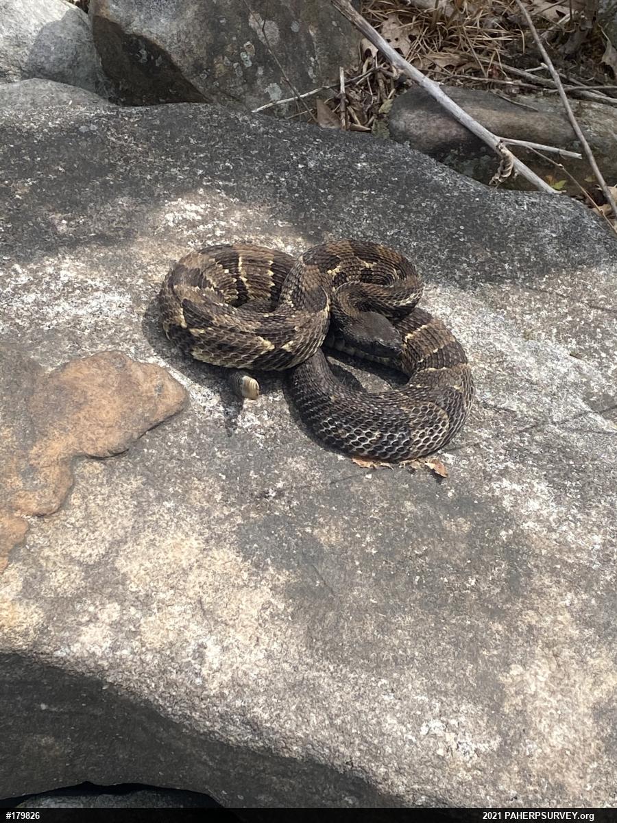 Timber Rattlesnake