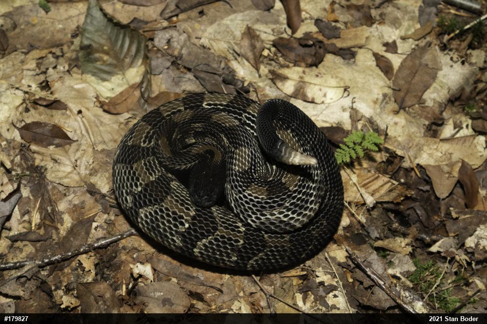 Timber Rattlesnake