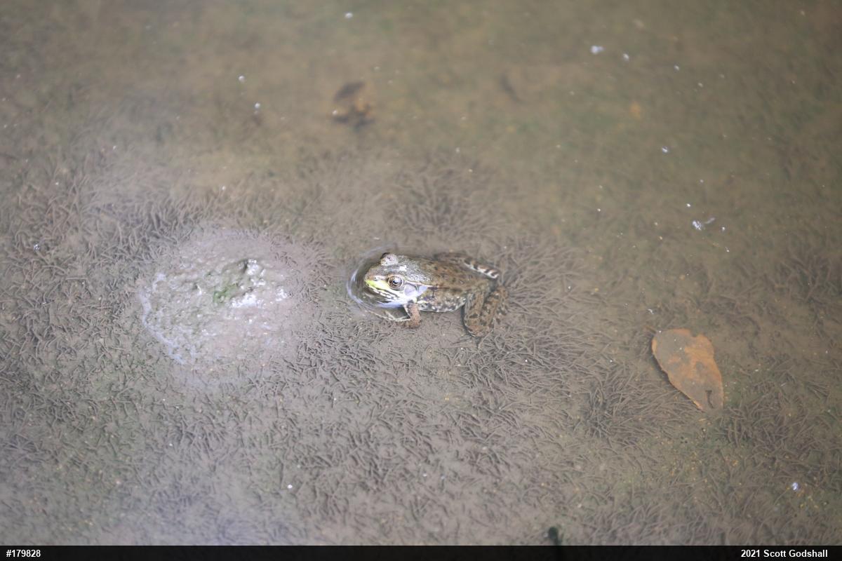 Green Frog