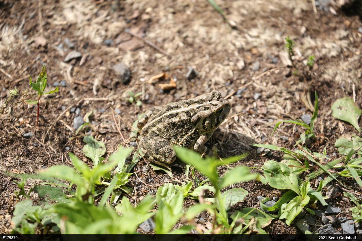 Fowler's Toad