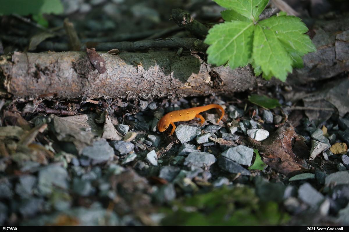 Red-spotted Newt