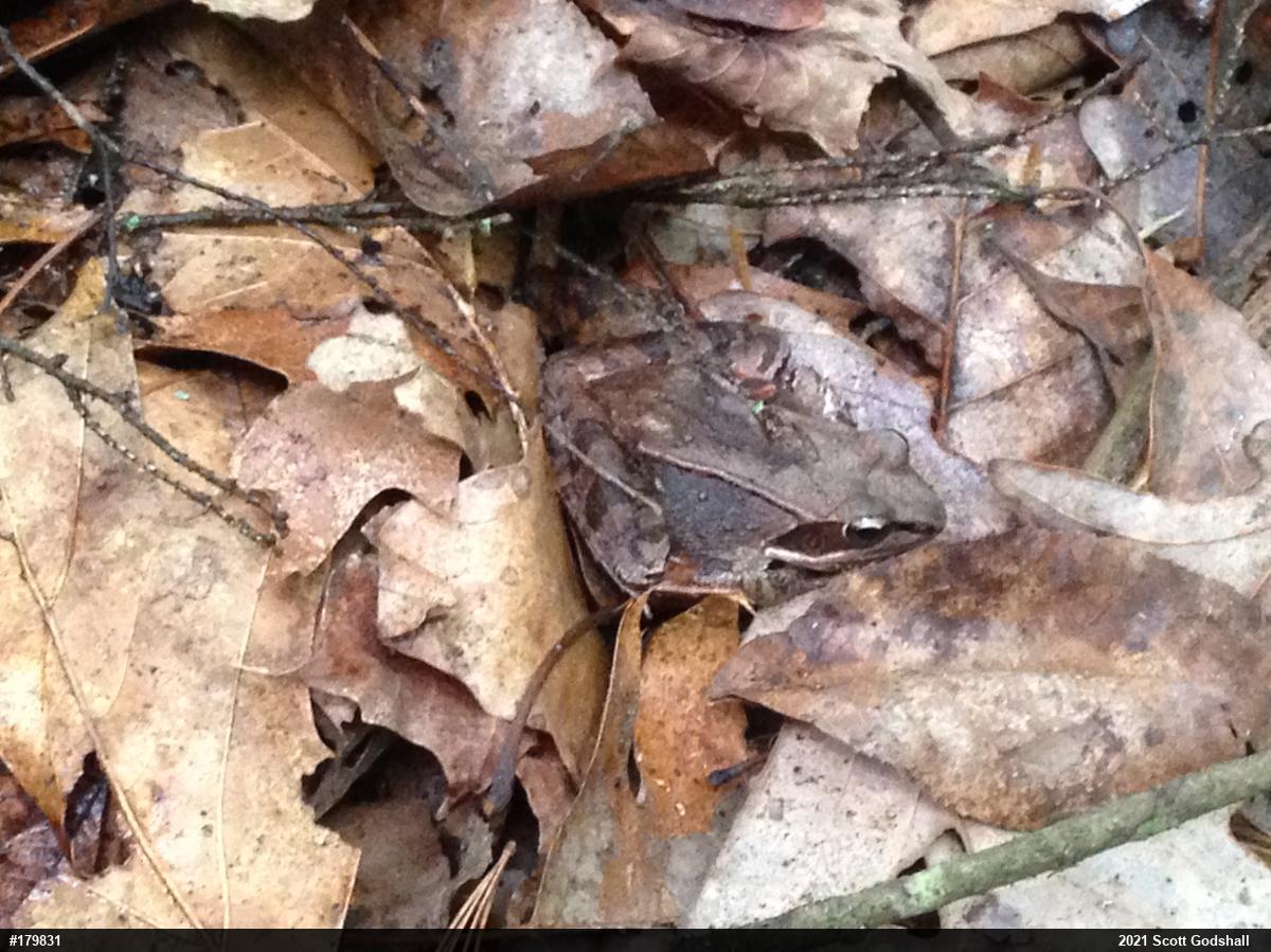 Wood Frog