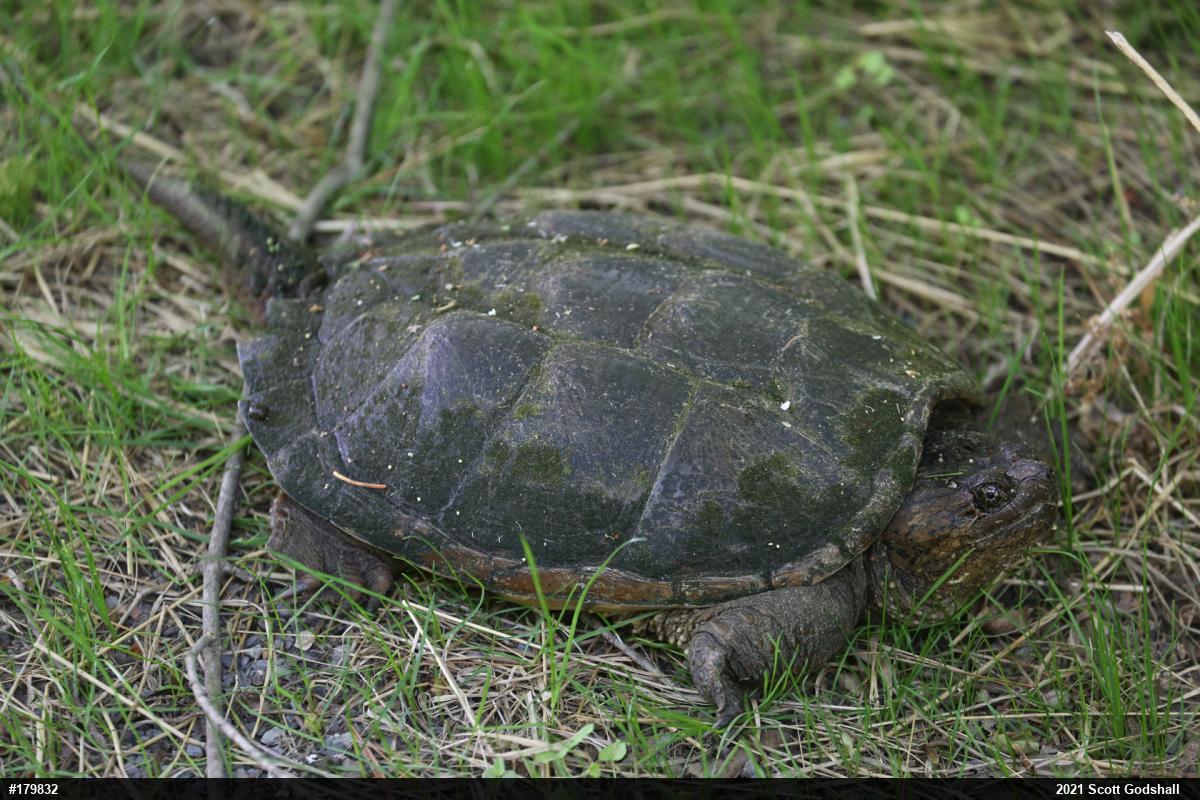 Snapping Turtle
