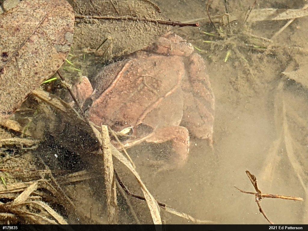 Wood Frog