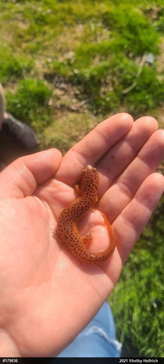 Northern Red Salamander