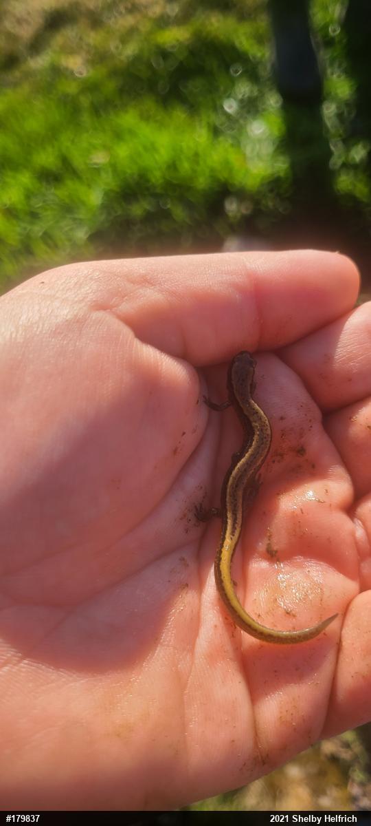 Northern Two-lined Salamander