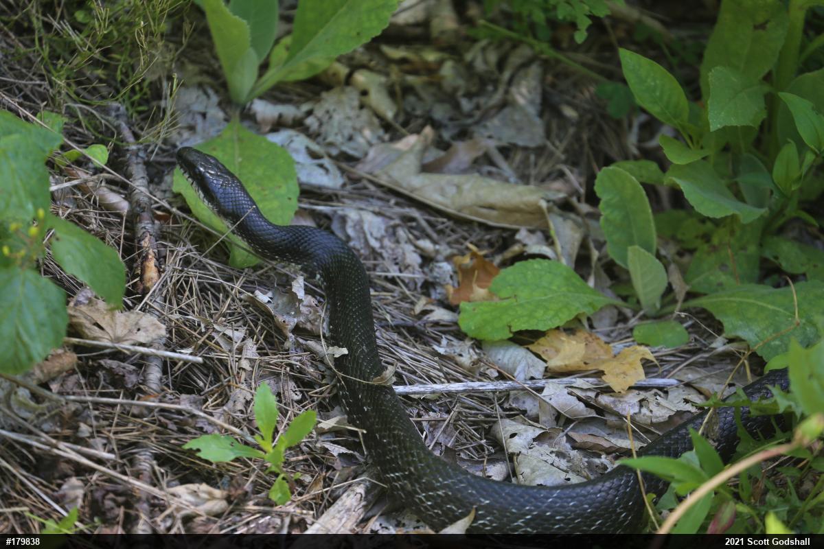 Eastern Ratsnake