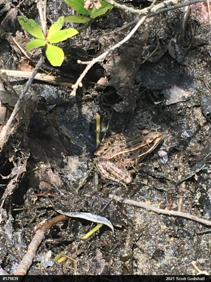 Northern Leopard Frog