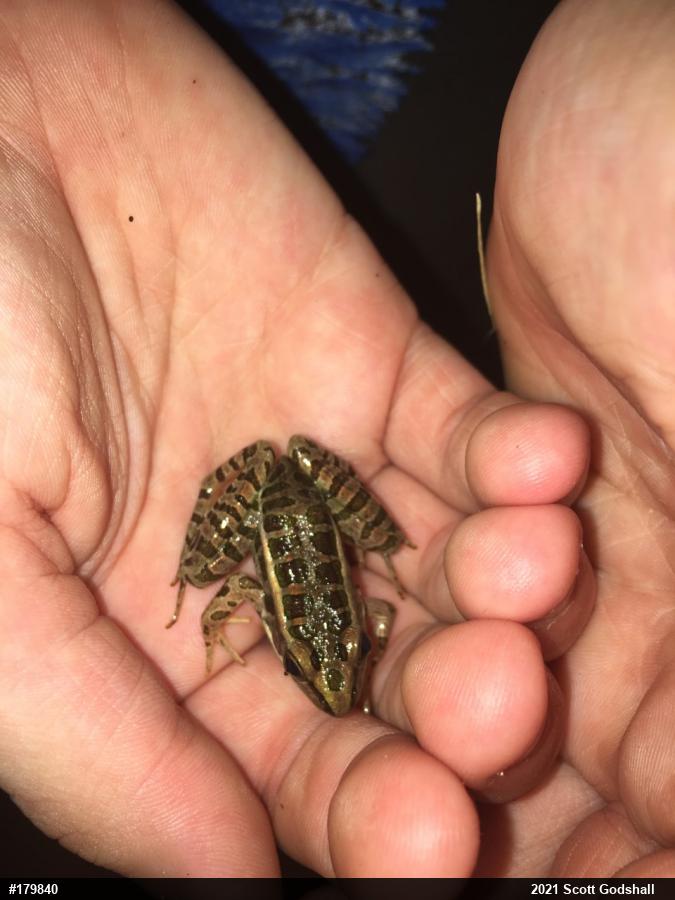 Pickerel Frog