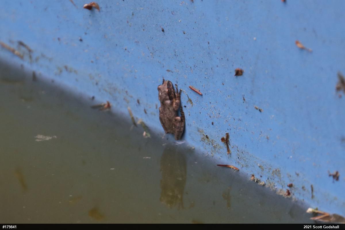 Spring Peeper