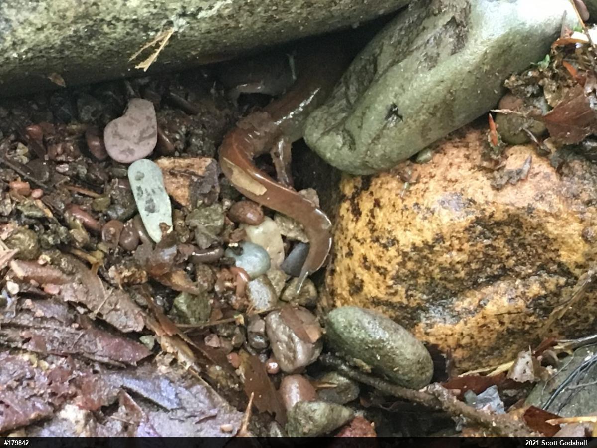 Northern Spring Salamander