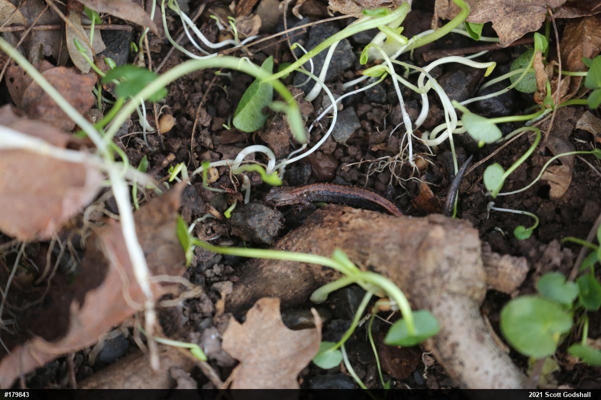 Eastern Red-backed  Salamander