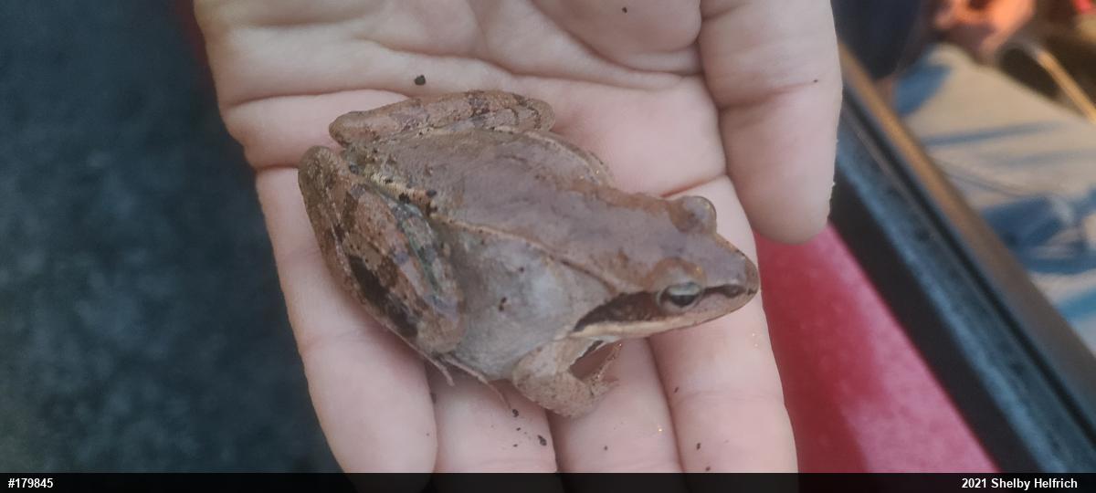 Wood Frog