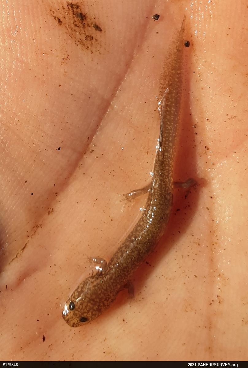 Northern Spring Salamander